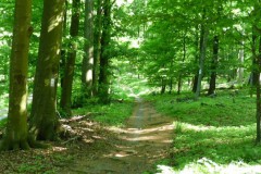 Burgenweg2008_011
