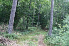 Limes_08072007_03