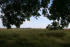 Limes_08072007_21