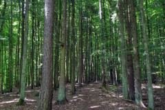 spessartweg1_31